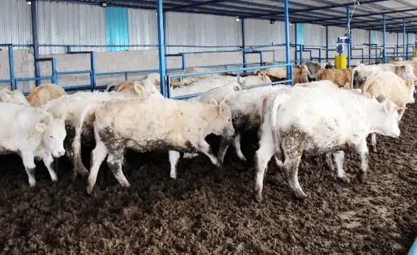 Hayvancılık Desteğinde Son 4 Gün! Başvurular Bitiyor