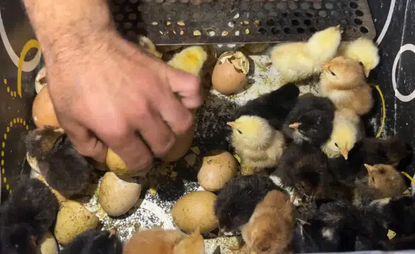 Oto Yıkamacıdan Tavukçuluk Fabrikasına Uzanan Başarı