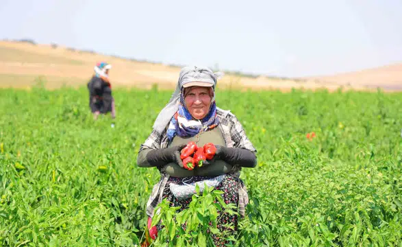 Kahramanmaraş’ta kışlık biber hazırlığı başladı