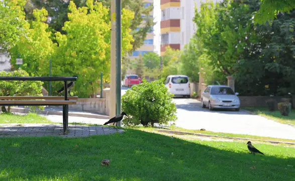 Kahramanmaraş’ta Şaşırtan Görüntü: Parkı Sardılar