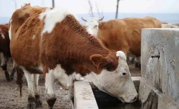 Kahramanmaraş'ta "Şap" Paniği: Hayvan Borsası Kapatıldı!