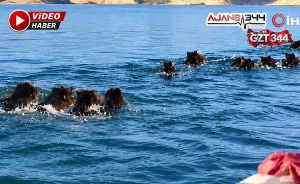 Samsat’ta Balıkçıları Şaşırtan Görüntü: Barajda Domuz Sürüsü