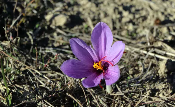 Safranbolu’da Safranın Kilosu 800 Bin Liradan Satılacak