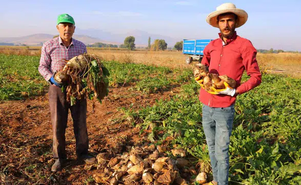 Kahramanmaraş’ta şeker pancarı hasadında yüksek verim beklentisi