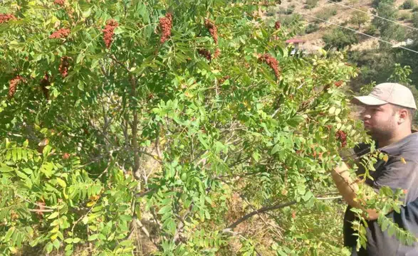 Kahramanmaraş’ta Sumak Hasadı: Andırın’da Gelenek Sürüyor