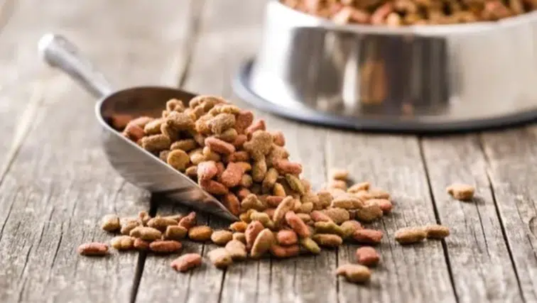 Yeni yapılan 31 bilimsel araştırmaya göre, vegan köpek maması ve vegan kedi mamasının iyi sindirildiğini ortaya koydu
