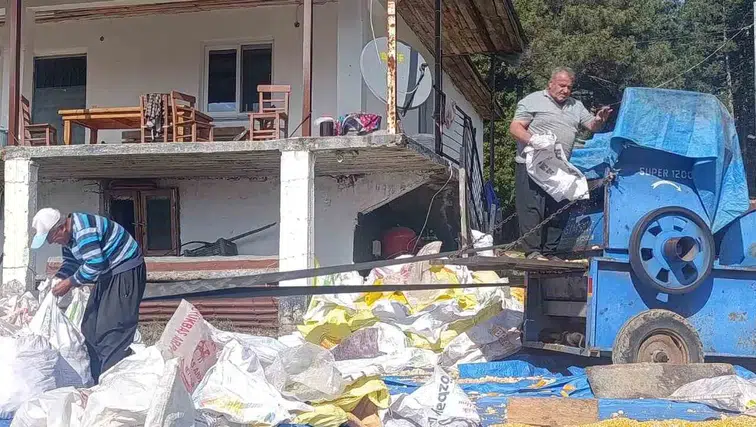 Andırın’da yerli mısırlar güneşte kışa hazırlanıyor