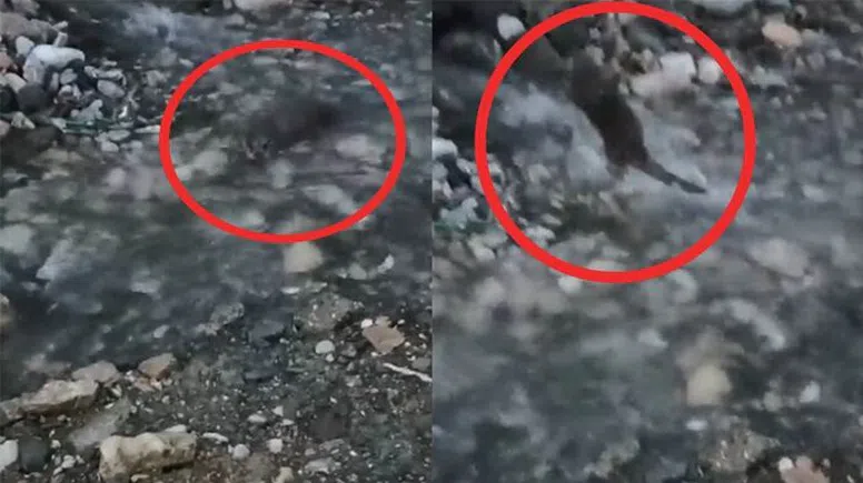 Çağlayancerit’te su samurları görüntülendi