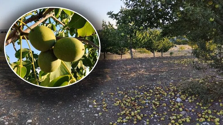 Çağlayancerit cevizinde rekolte arttı, bereketli hasat yüzleri güldürdü
