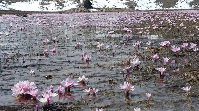 Karların erimesiyle çıkan kardelenler görsel şölen sundu