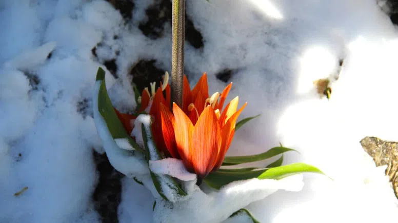 Kar altında kalan ters laleler görsel şölen sundu