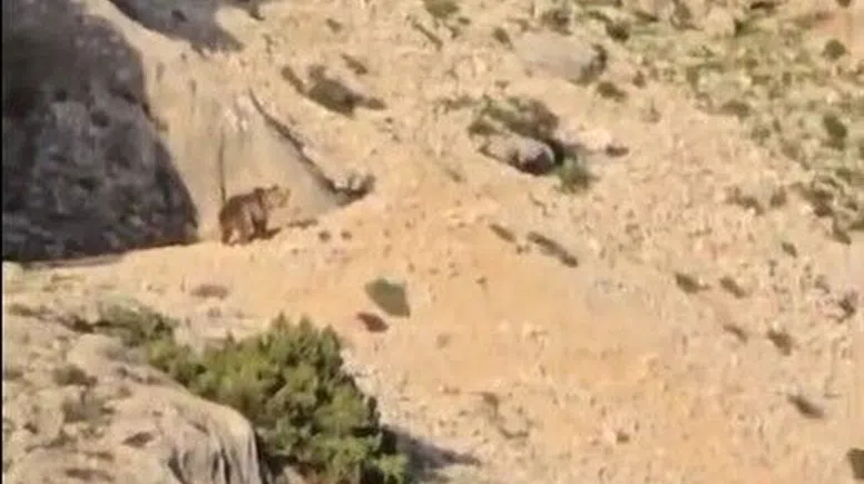 Ayı Gören Çoban Kurt Gibi Uludu