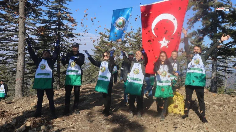 Bu yıl Feke'de 50 ton sedir tohumu ekildi