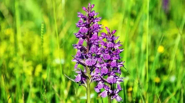 Maraş Sümbülü: Türkiye'nin Nadir Bitkisi Bahar Gelince Mor-Mavi Çiçeklerle Göz Dolduruyor!