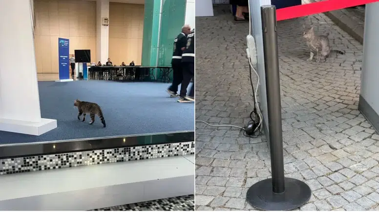 NATO Zirvesi'nde Güvenliği Aşan Misafir Gülümsetti