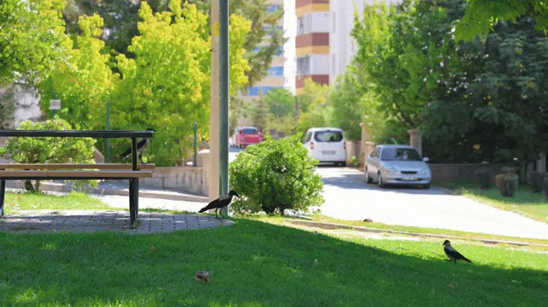 Kahramanmaraş’ta Şaşırtan Görüntü: Parkı Sardılar