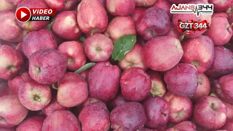 Göksun Çardak'ta Elma Hasadı Devam Ediyor