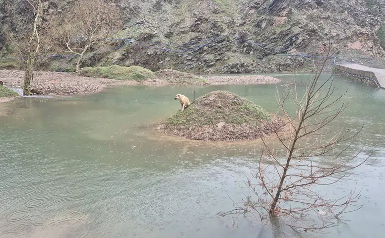 Kahramanmaraş’ta Suyun Ortasında Mahsur Kalan Köpek Kurtarıldı