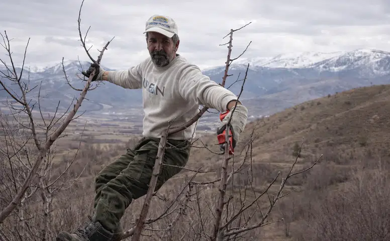Göksun'da Dondurucu Soğukta Elma Mesaisi