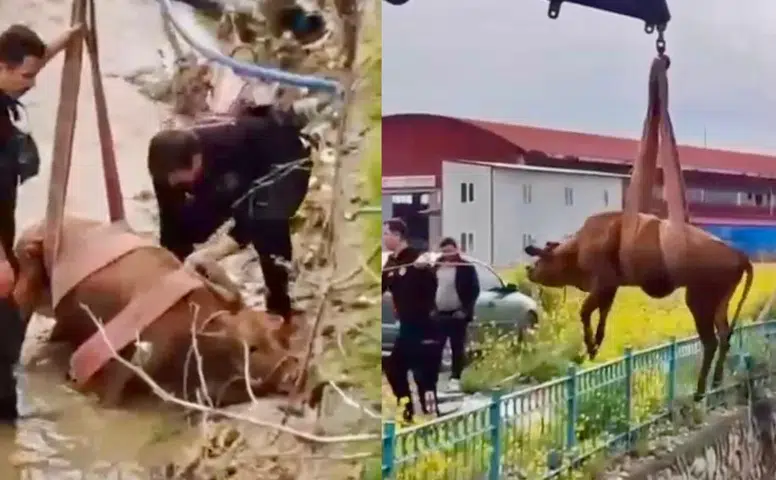 Kahramanmaraş'ta inek kurtarma operasyonu! Kanaldan çıktı