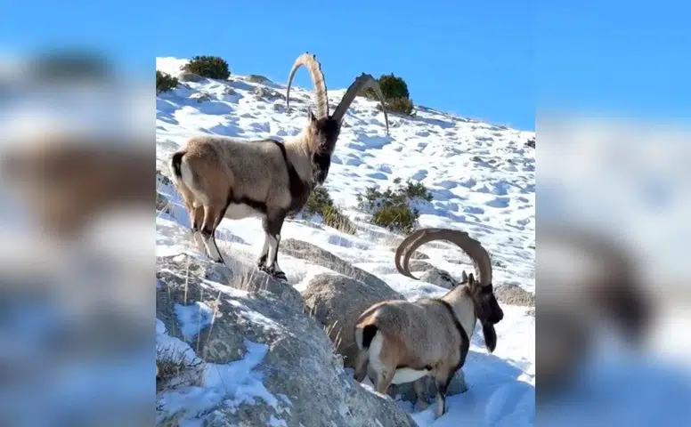 Kahramanmaraş’ta Doğanın Sessiz Kahramanları Görüntülendi