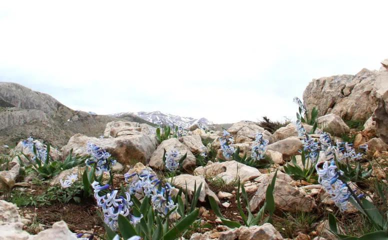 Afşin'de kaya sümbülleri doğanın uyanışını simgeliyor