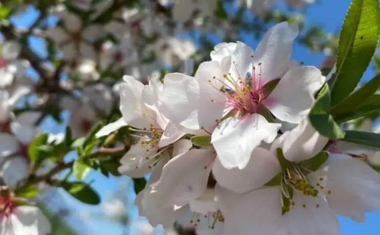 Kahramanmaraş’ta Toprak Uyandı Bereket Kapıda