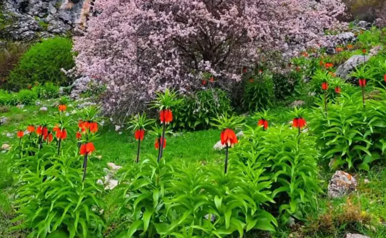 Afşin’de Ters Laleler Baharın Gelişini Müjdeledi