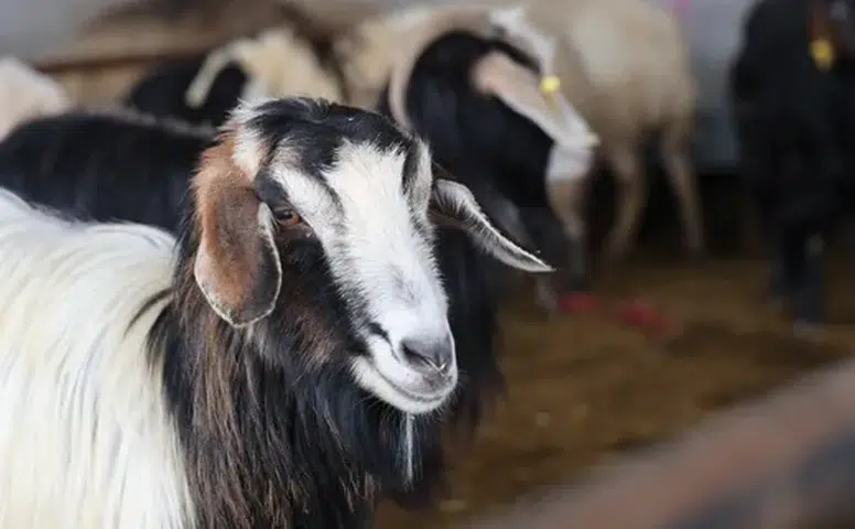 Vekaletle Kurban Kesim Bedelleri 2026 İçin Açıklandı