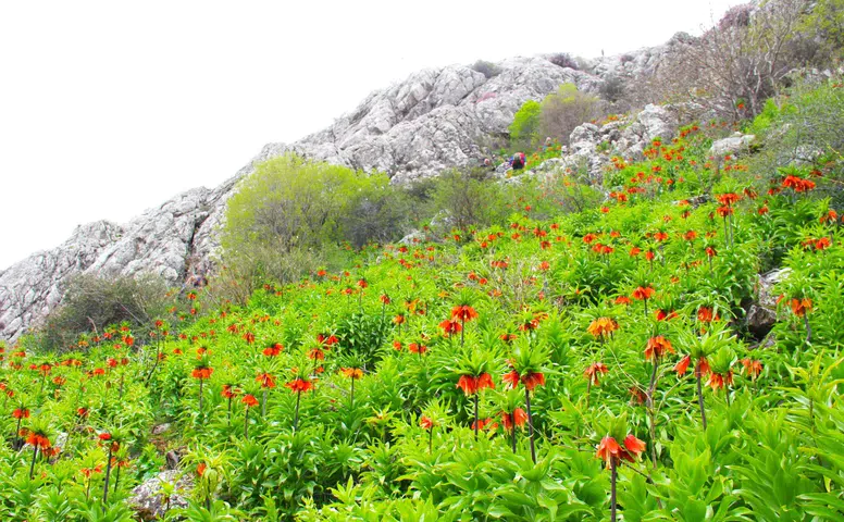 Kahramanmaraş'ta endemik alarmı! Bir adet lale 700 bin TL