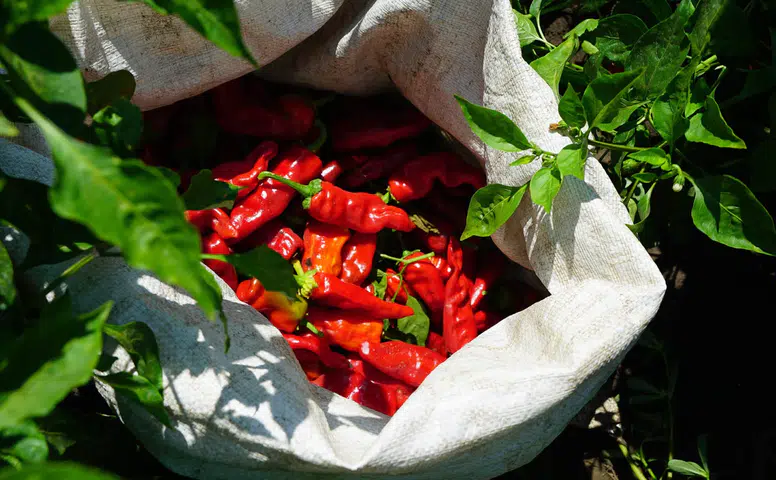 Büyükşehir Belediyesi’nden Üreticilere 650 Bin Biber Fidesi Desteği!