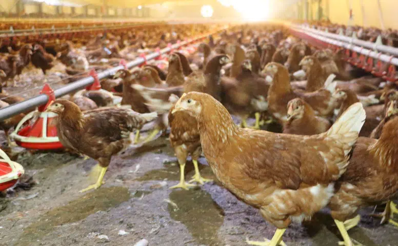 Kümes Hayvancılığında Rekor Üretim: 2 Milyar Yumurtaya Ulaşıldı!