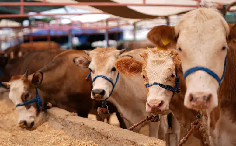 Kahramanmaraş'ta Kurbanlık Fiyatlarında İndirim!
