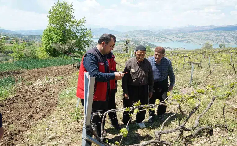 Kahramanmaraş’ta Üzüm Bağlarını Koruyacak Yeni Destek