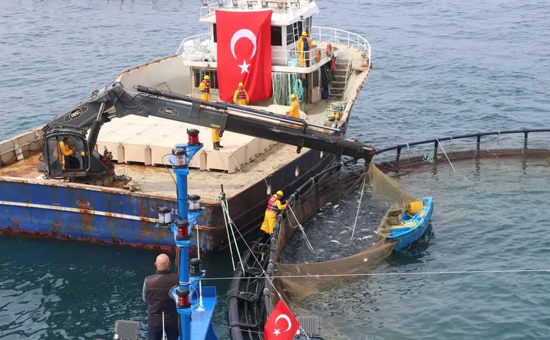 Türk Somonu İhracatı Zirveye Çıkmaya Hazırlanıyor: Üretim 75 Bin Ton Seviyesine Ulaştı