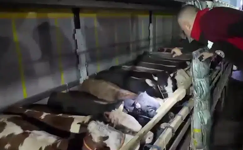Kurban Bayramı öncesi canlı hayvan denetimleri hız kazandı
