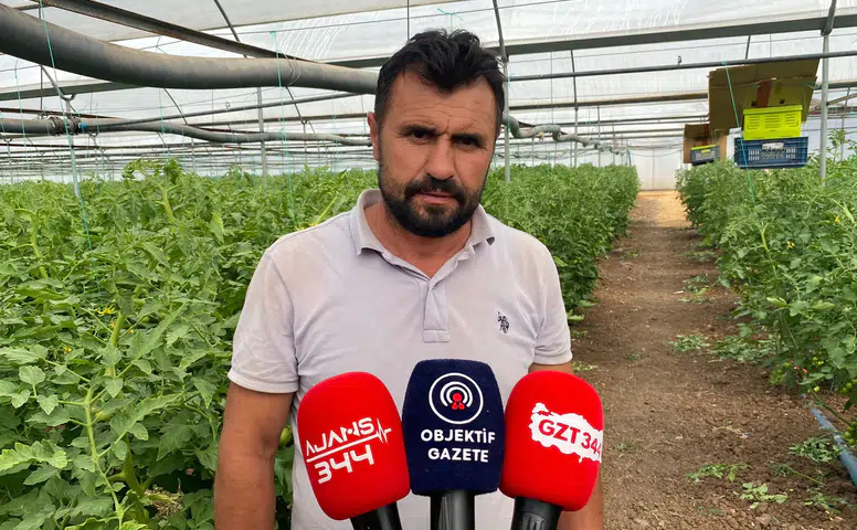 Sera Domatesinde Yoğun Bakım Dönemi