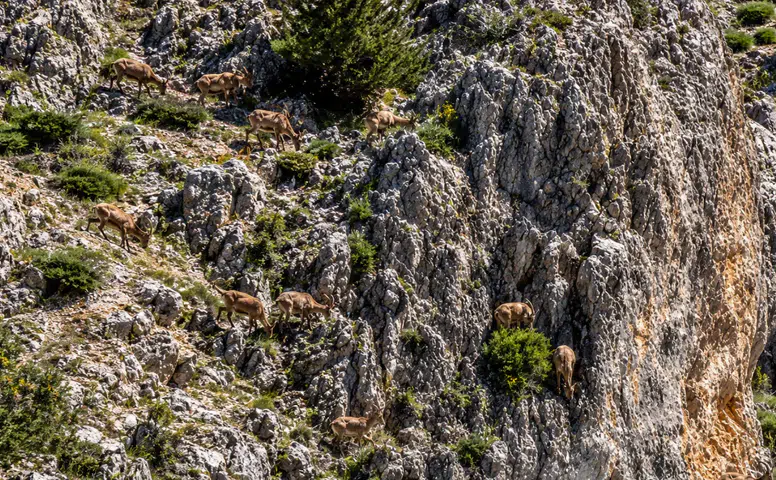 Kahramanmaraş'ta Dağ Keçileri Sürü Halinde Görüntülendi