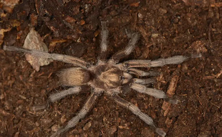 2 Bin 500 Yıllık Tarantula Gizemi Türkiye'de Çözüldü
