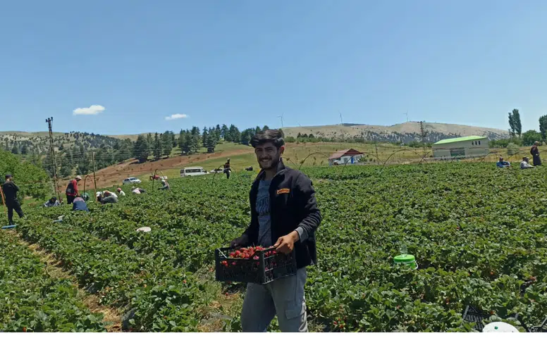 Bertiz Tarlalarında Çilek Mesaisi Gün Doğmadan Başlıyor