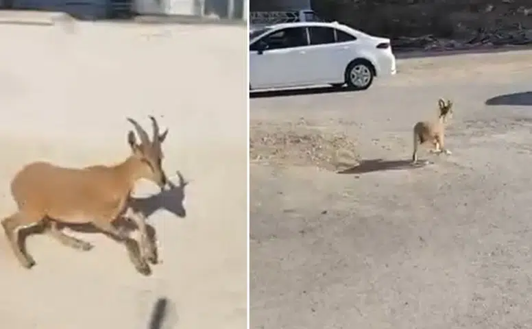 Dağ keçileri sitenin bahçesine indi