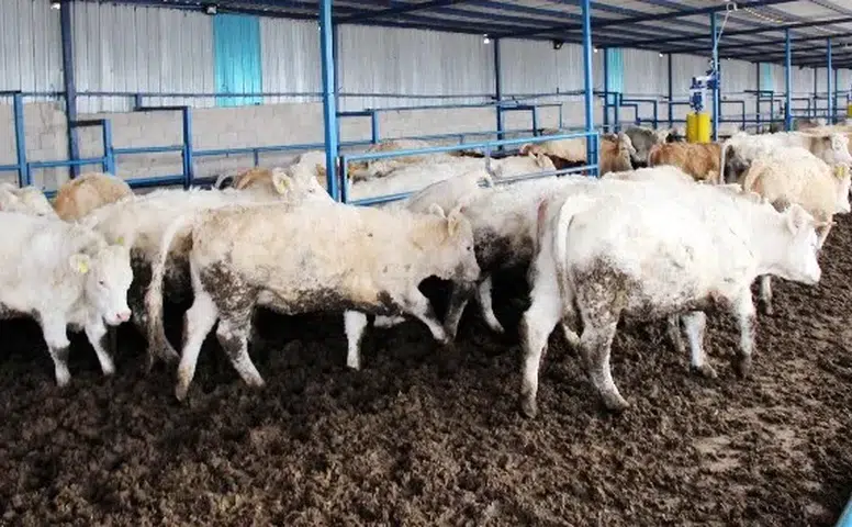 Hayvancılık Desteğinde Son 4 Gün! Başvurular Bitiyor