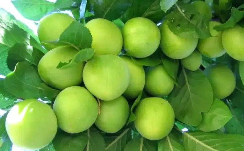 Kahramanmaraş’ta Yeşil Erik Bereketi Göz Kamaştırdı