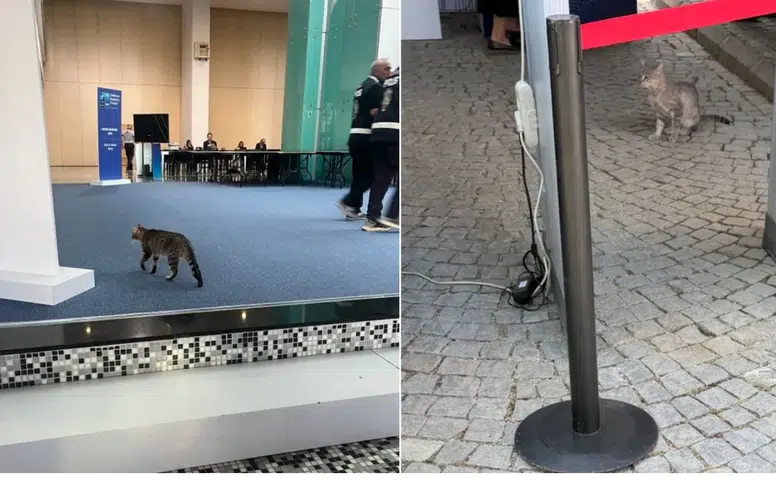 NATO Zirvesi'nde Güvenliği Aşan Misafir Gülümsetti