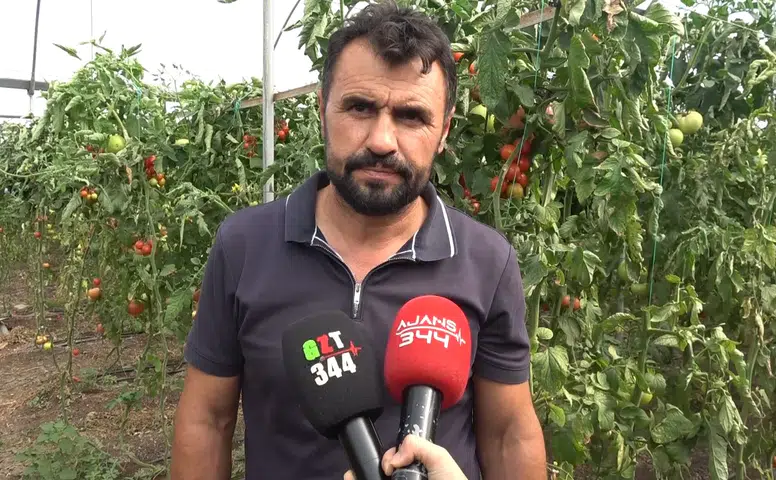 Kahramanmaraş'ta Seradan Türkiye'ye Pembe Domates Sevkiyatı Başladı