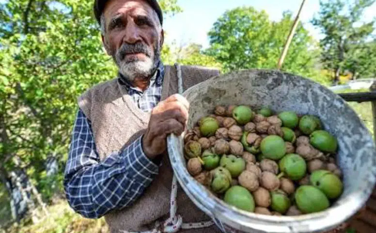 Kahramanmaraş'ta Kiraz ve Vişne Sezonu Kapandı, Sırada Ceviz Hasadı Var