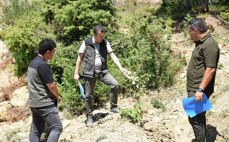 Andırın’da Gelir Getiren Ağaçlandırma Hamlesi