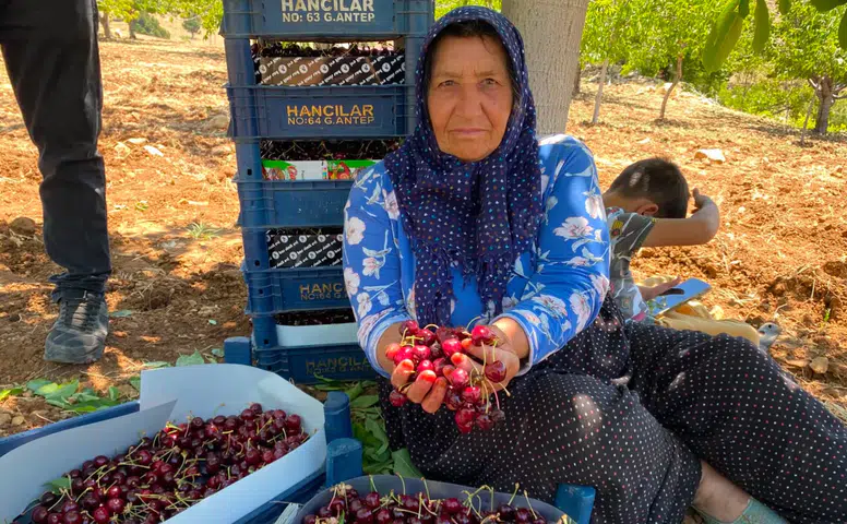 Bertiz'de Kiraz Hasadı Sürüyor