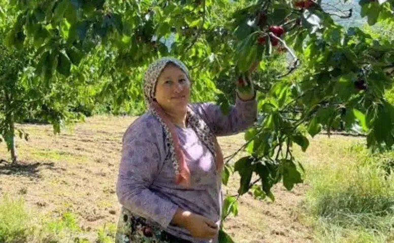 Andırın'da Çığşar Kirazı Sezonu Açıldı
