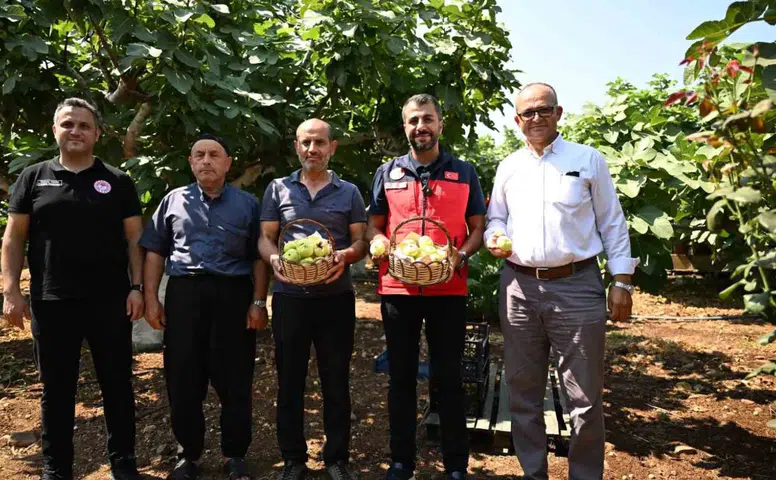 Kahramanmaraş’ta Abbas İnciri Hasadı Başladı